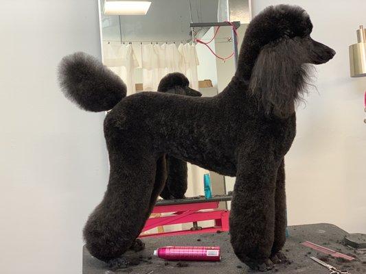 Standard poodle in Lamb trim