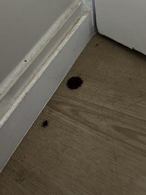 Nice piles of droppings under bedrm door