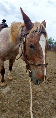 His name was Putz! Lovely horse!