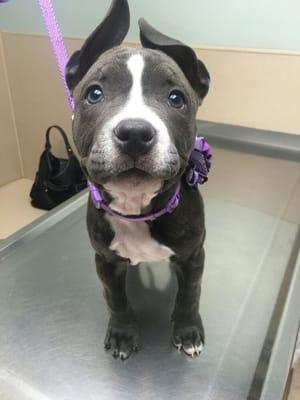 One of our A Home 4 Spot  pups getting a check up, so adorable!