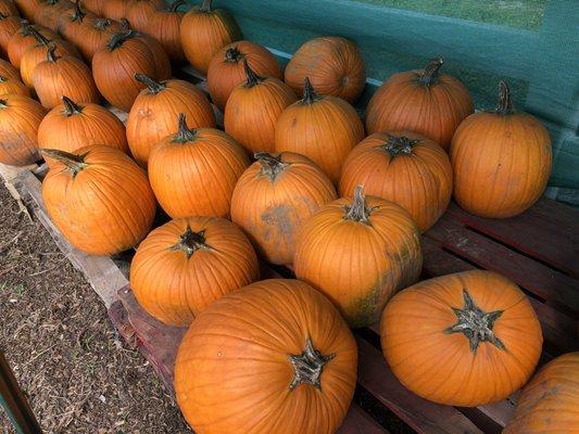 Pumpkins - anyone?