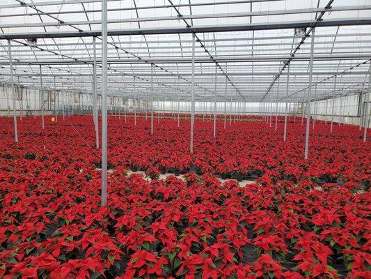 Plant Farm poinsettias!