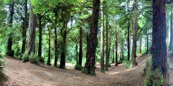 The canopy of Redwood Trees provides a nice shade underneath, especially on a very hot day.