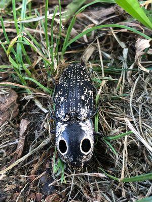 Do you see these bugs? This is a boring beetle and it tunnels into wood leaving holes and tunnels in your tree trunk!