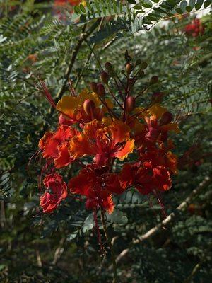 Flowering vegetation