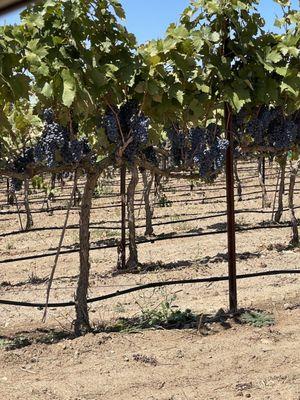 Grapes  in the vineyard