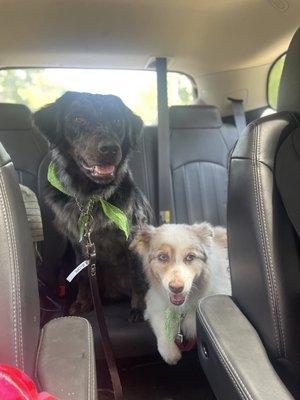 Penny the Aussie Retriever & Stella the mini Aussie