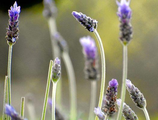 Lavender in HB "secret" botanical garden