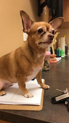 This is her worried look while at the Vet office