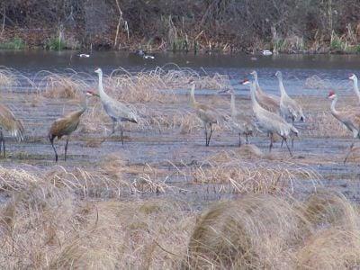 Wildlife in the wetlands.