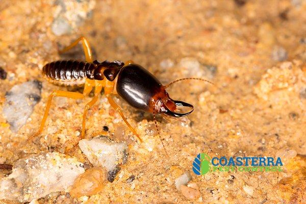 Termite infestations are a serious problem, is your home protected?