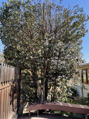 Bay laurel - took 10 feet off the top, re-shaped the silhouette and found a lacy beauty!