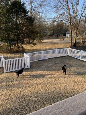 Our happy dogs in their fenced yard