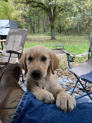 Pup relaxing