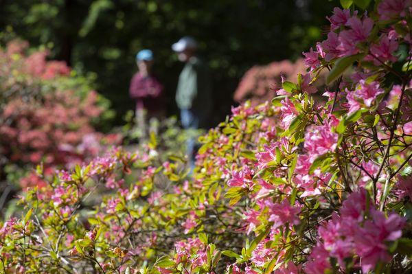 Azalea collection