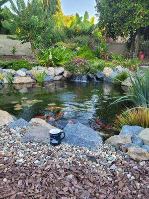 2 year old pond built by Terrascapes and my cup of coffee every morning just for fun. Water is clear and the fish are healthy.