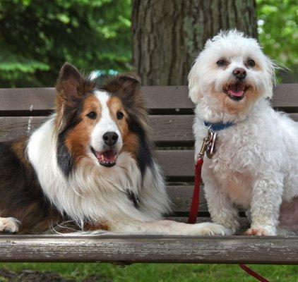 Emma & Balto-our certified therapy dogs are available for your child's dental appointment!