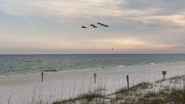 Blue Angels buzzing the beach. View from the Beach Club.