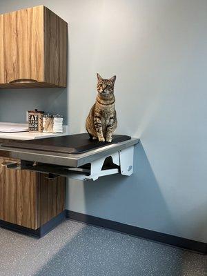 One of my cats in the exam room