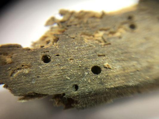 Close up of a powder post beetle exit hole.