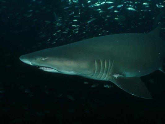 Sand Tiger off the Outer Banks, NC