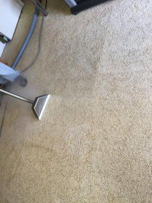 Carpet Cleaning