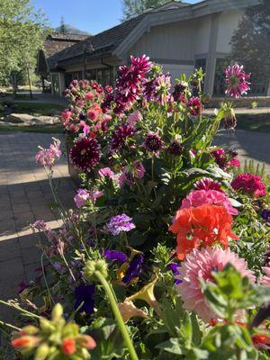 Stunning flowers at entry