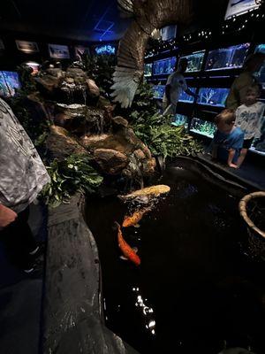 Koi pond in aquarium room