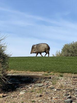 Javalina's all over the place!