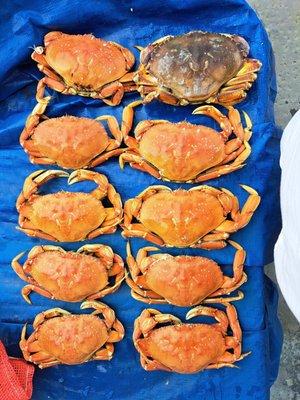 Smallest crab from previous trip(frozen) next to recent cooked limit(only 9 as I ate the smallest prior to going home). Small