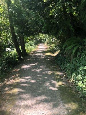 Nice shaded trail.