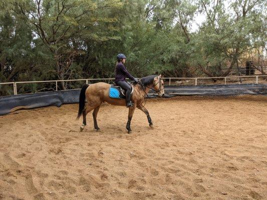 Beginner through advanced lessons. English, Hunter, Western Pleasure.