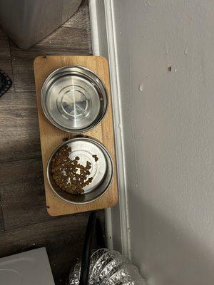 German cockroaches in my cat's bowl.