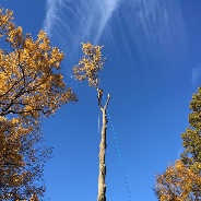 Rt Tree Service