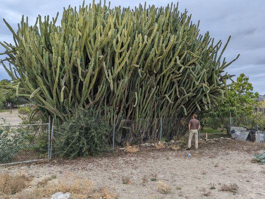 Plants growing in the ground are defined as real property.