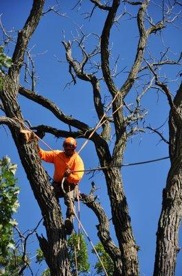 Large oak removal in Long Grove. Climber securing branch.