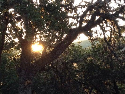 Sunrise through trees