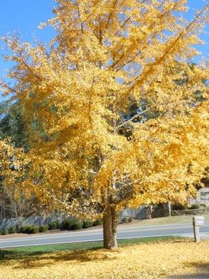 Grandma Sosbe's tree