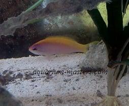 Anthias