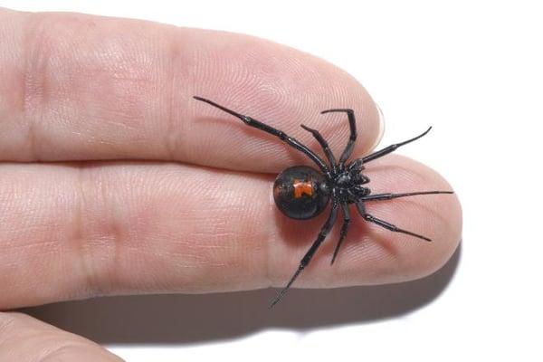 The black and brown widow are the most common spider in this area.