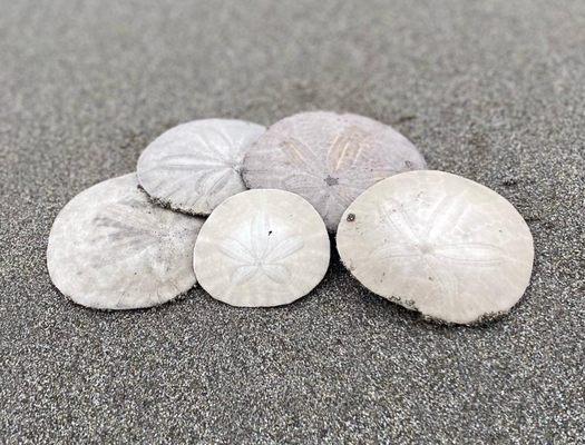 I couldn't believe how many whole sand dollars there were along the beach!