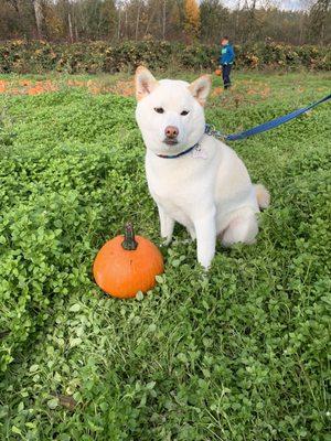 Dog friendly pumpkin patch