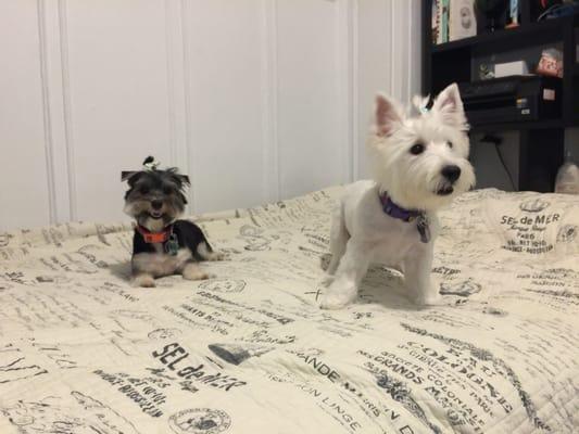 Winnie the westie and mindy the morkie looking good after their trip to snowballs