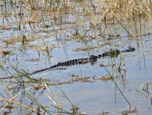 Second gator sighting.