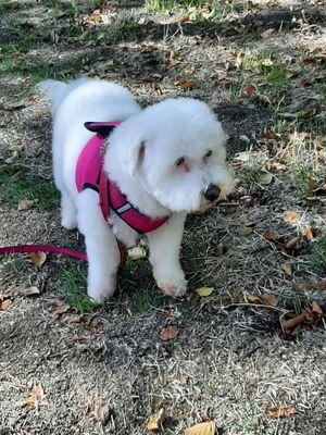 Coco after grooming at Petco...what great care!