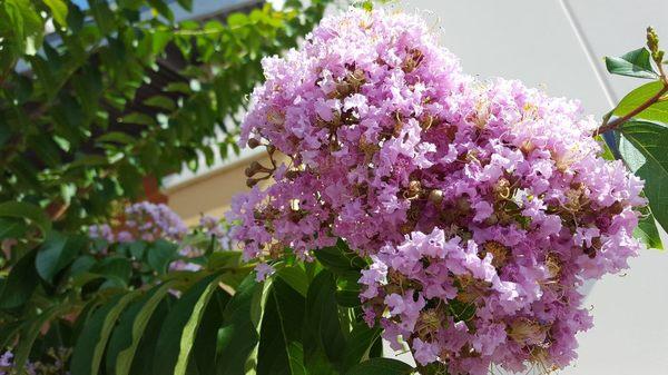 Beautiful flowers of the crepe myrtle bush.