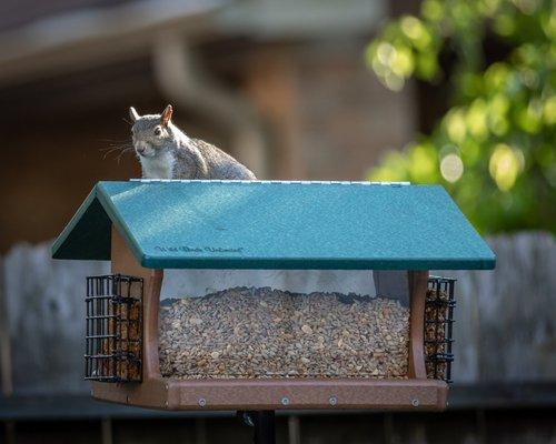 Squirrels enjoy the nuts also!