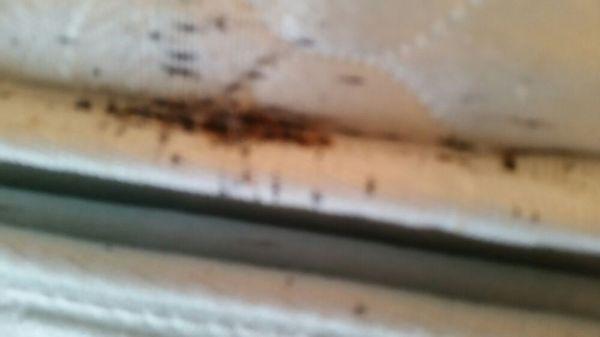 Severe bed bug infestation on mattress in bedroom.