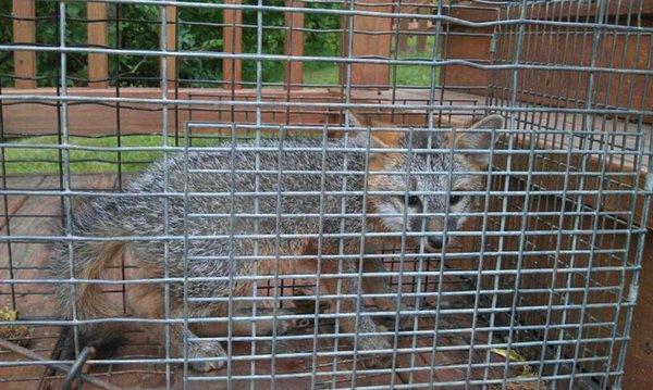 Small fox trapped from a homeowner's barn.