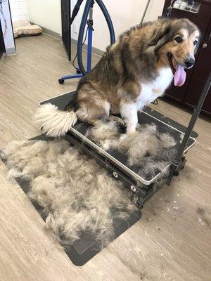 Is that time of the year! Ask for our de-shedding treatment.